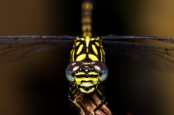 Face to Face