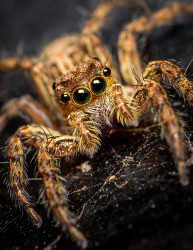 Cute Little Monster