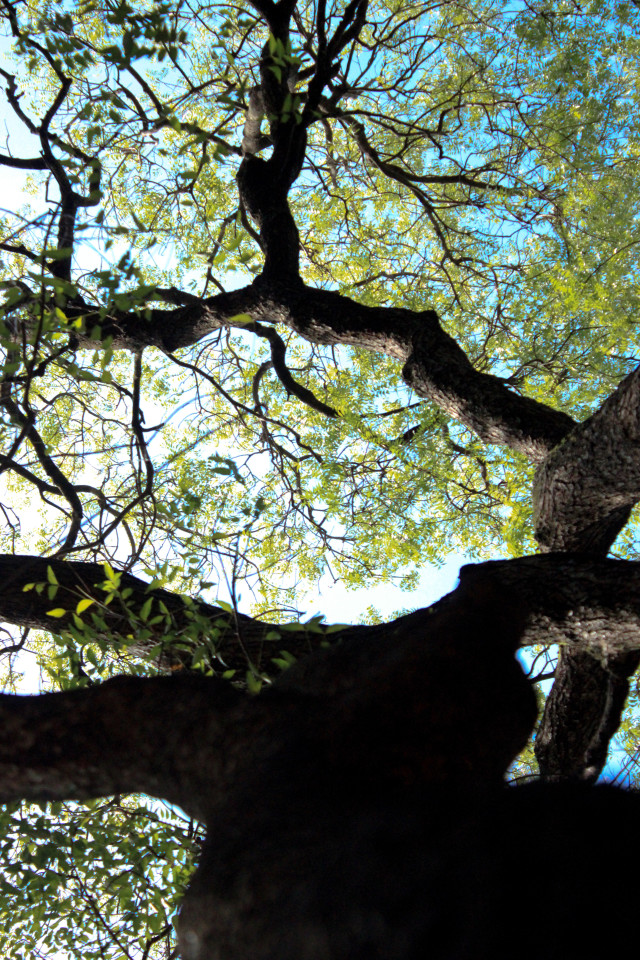 Tree lines