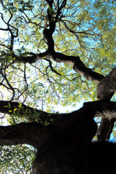 Tree lines