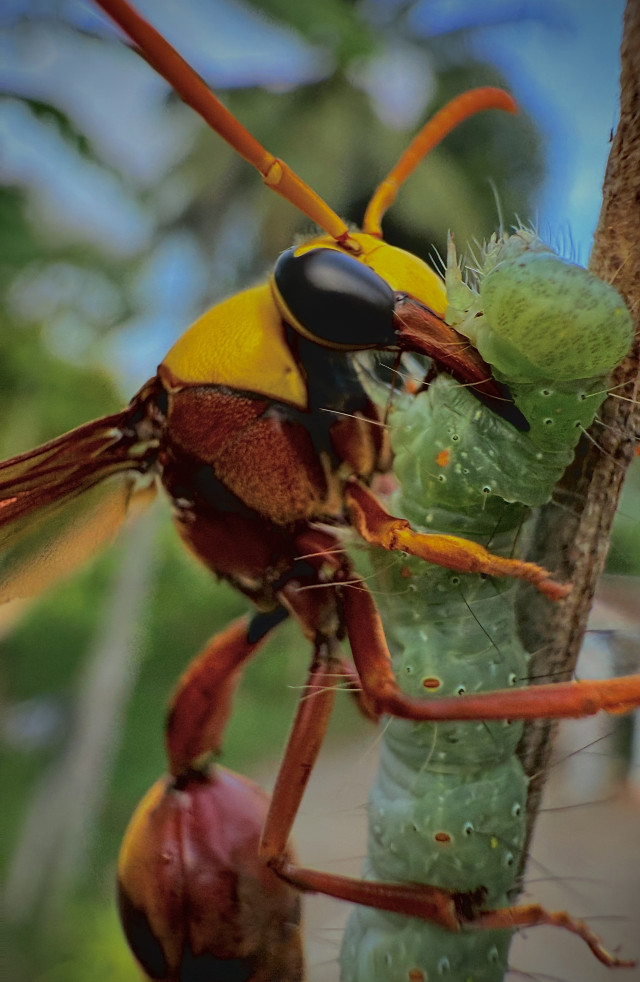 Rankubala eating a caterpillar