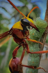 Rankubala eating a caterpillar