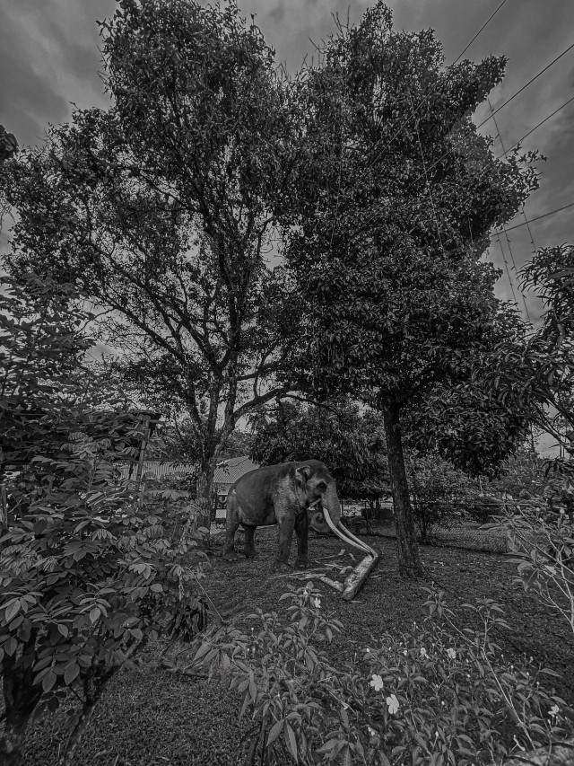 The elephant combines with nature
