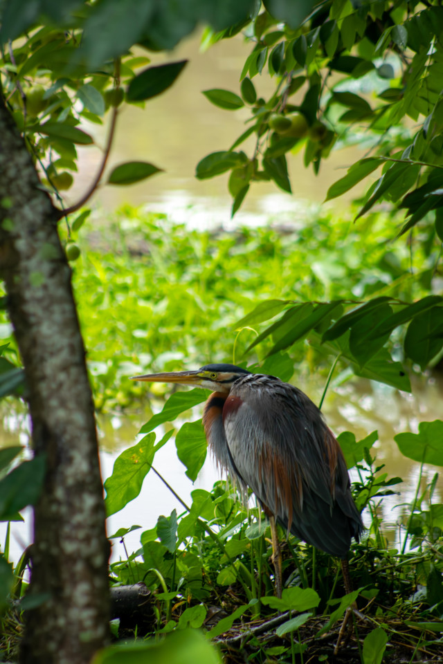 Heron in the Shadows
