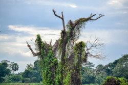 Vines of the Forgotten