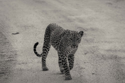 Majesty