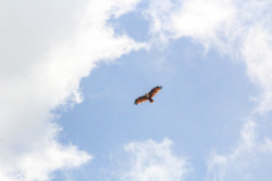 Wings Of Freedom