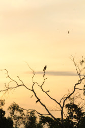 Loneliness