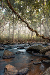 Misty Dawn