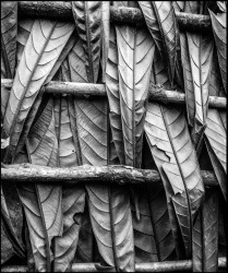 leaves
