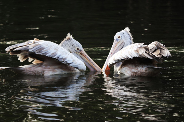 Pelican Pair