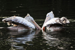 Pelican Pair