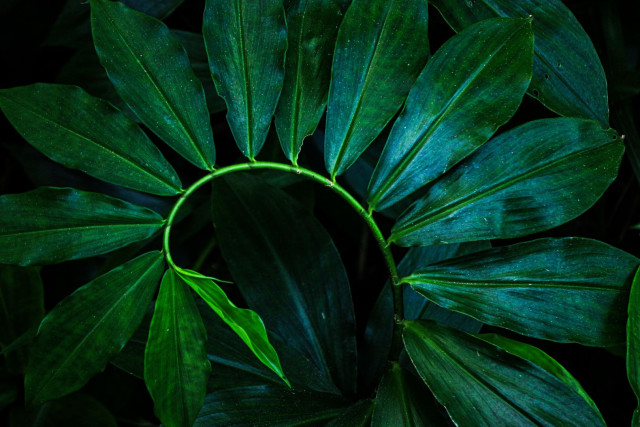 Natures Spiral