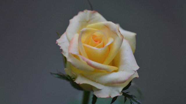 BEAUTY OF THE COLOUR
