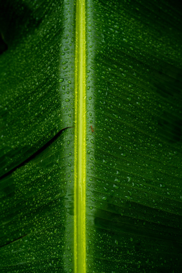 rainy