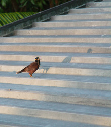 Shadows of nature
