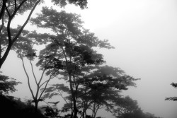 Mist