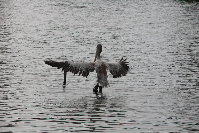 Landing