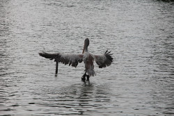 Landing