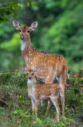 A Mother's Love in the Wild