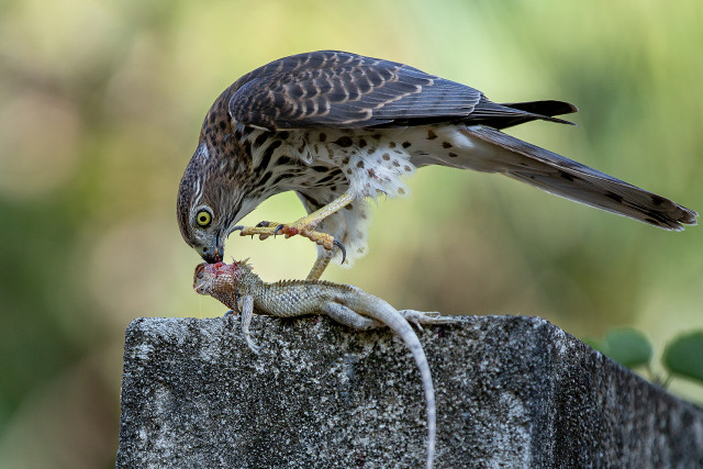The Law of nature