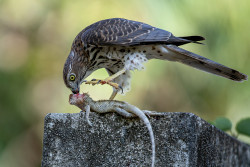 The Law of nature