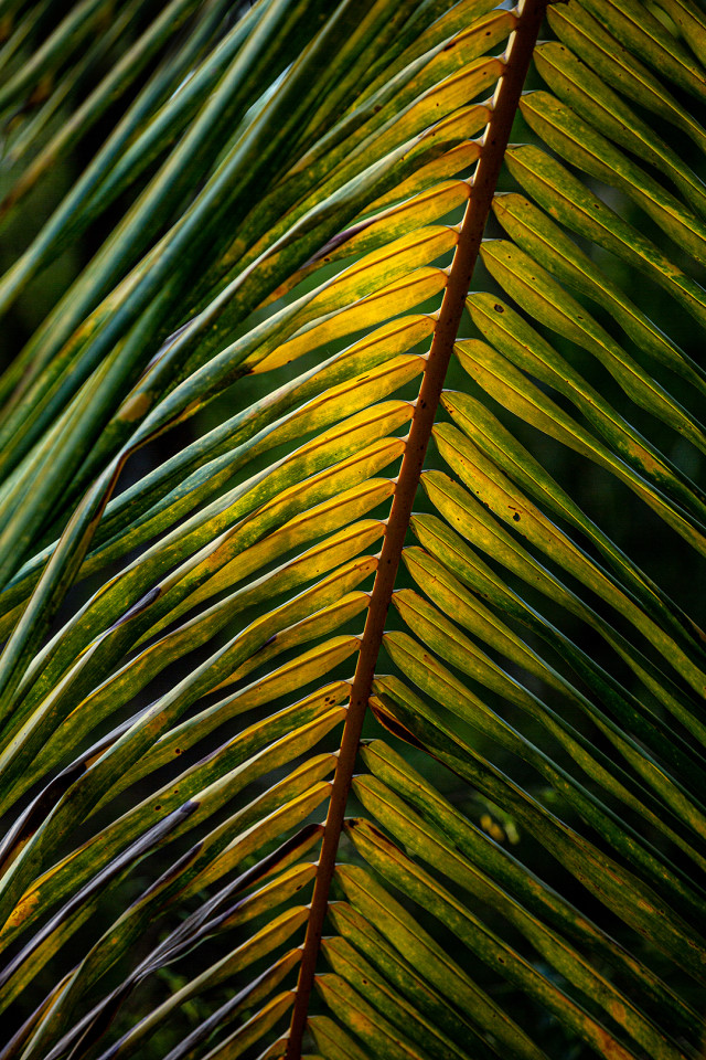 Nature's color combination