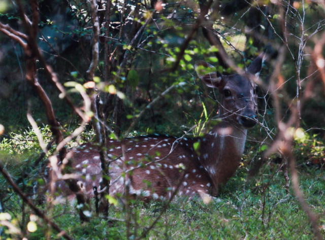 Deer