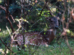 Deer