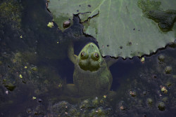 Eyes of the water