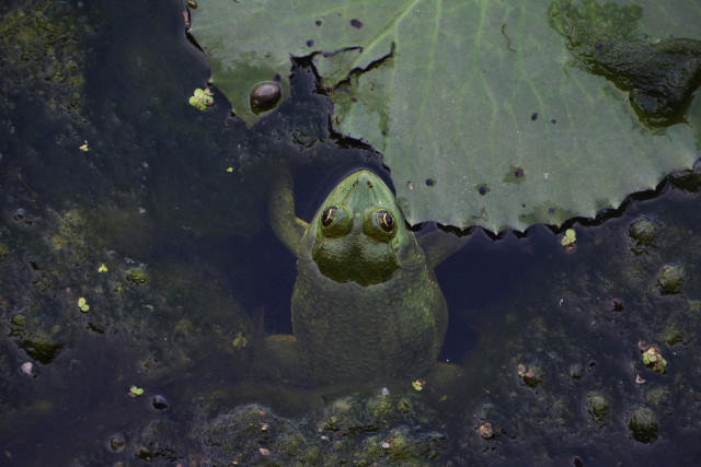 Eyes of the water