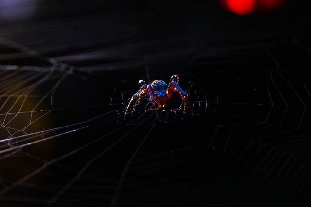 blood web