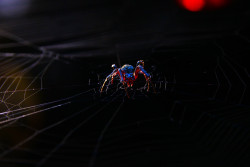 blood web