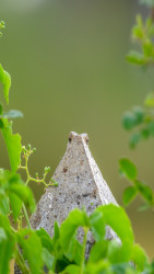 The Hidden Gaze