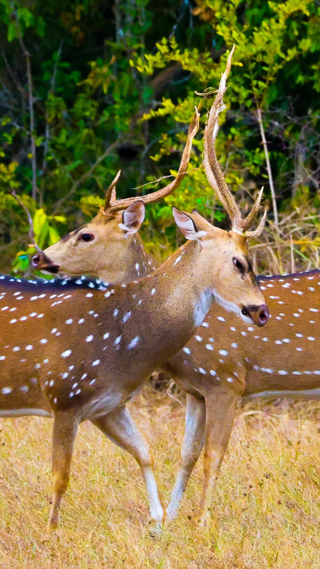 Peaceful Deer