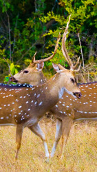 Peaceful Deer