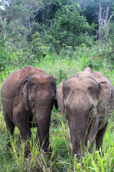 Giants of Grace