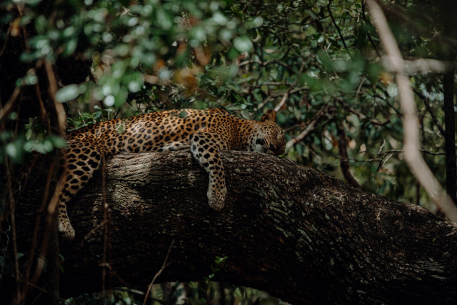Cuteness of an Apex Predator
