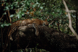 Cuteness of an Apex Predator