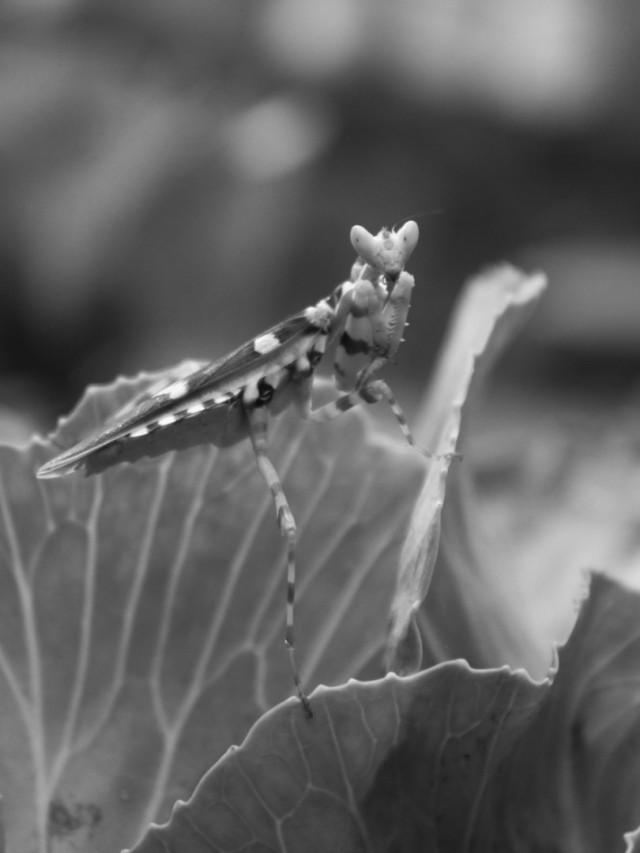 Flower Mantis