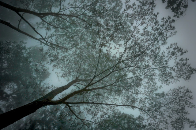 Nature’s Veil