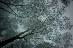 Nature’s Veil