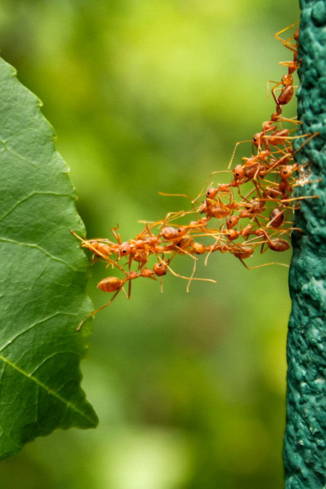 Weaver Ant Bridge