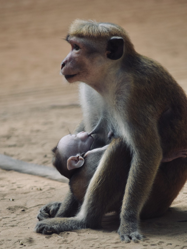 Tender Bond