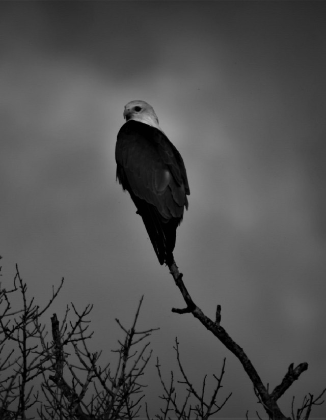Silent Watcher