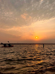 Paddles in Gold Sea