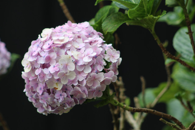 Petals Draped in Twilight