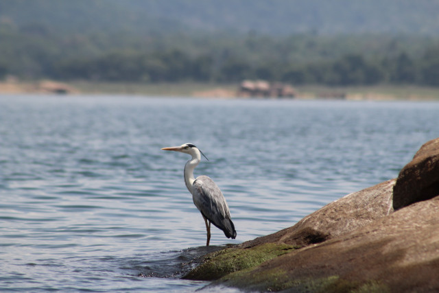 The Quiet Majesty of Stillness