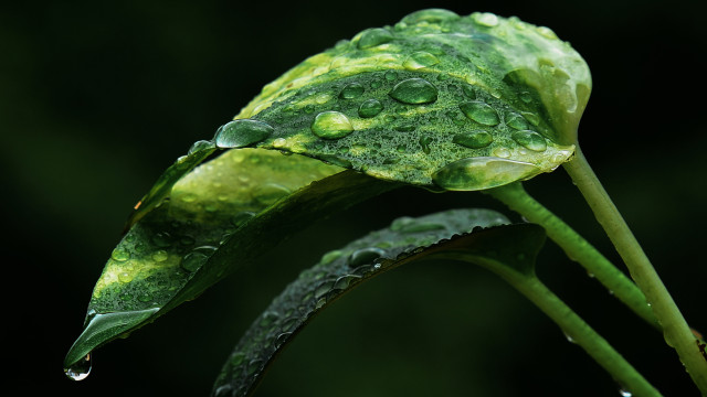 A tear in a leaf