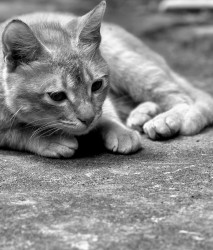 Silent Paws